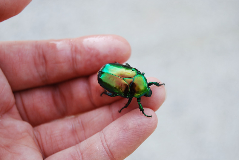 Cetonia aurata? No, Protaetia speciosissima